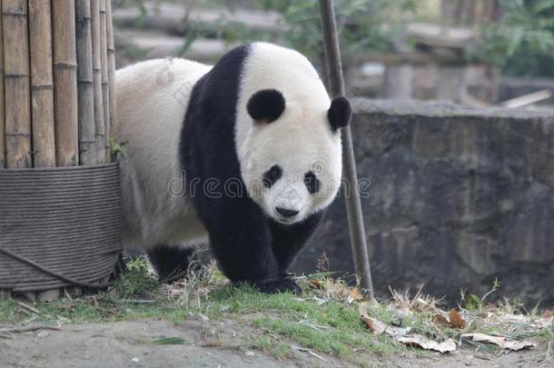 著名的闹着玩的熊猫幼小的兽采用Ch采用a