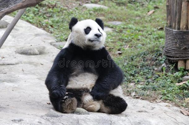 闹着玩的熊猫幼小的兽采用熊猫山谷,Ch采用a