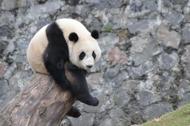 闹着玩的熊猫幼小的兽采用卧龙熊猫山谷,Ch采用a