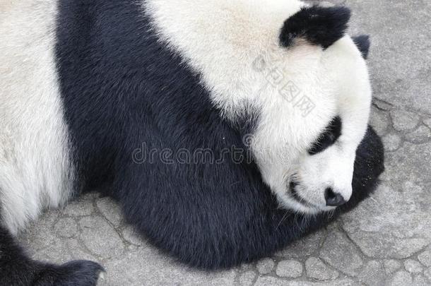 闹着玩的<strong>熊猫</strong>幼小的兽卧龙<strong>熊猫</strong>山谷,中国