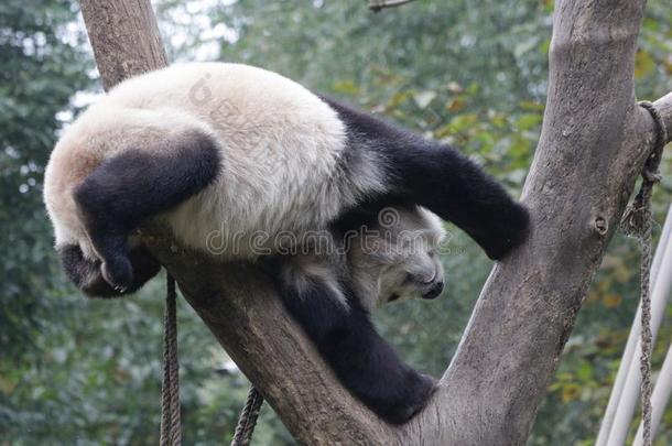 闹着玩的熊猫幼小的兽卧龙熊猫山谷,中国
