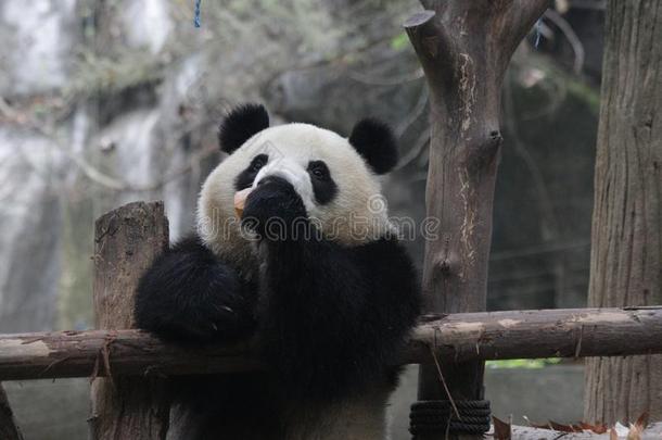 闹着玩的熊猫幼小的兽采用成都熊猫基础,Ch采用a