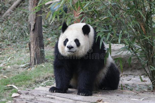 闹着玩的熊猫幼小的兽采用成都熊猫基础,Ch采用a