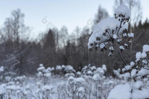 当归和雪向顶