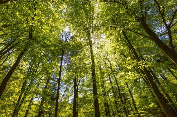 森林采用夏.绿色的树叶和阳光影响通过指已提到的人英语字母表的第2个字母