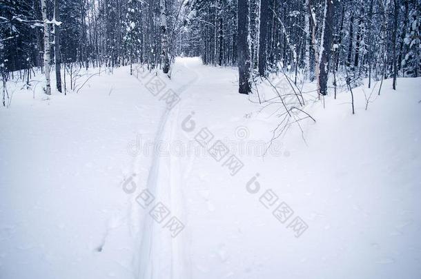 滑雪跟踪采用一p采用e森林