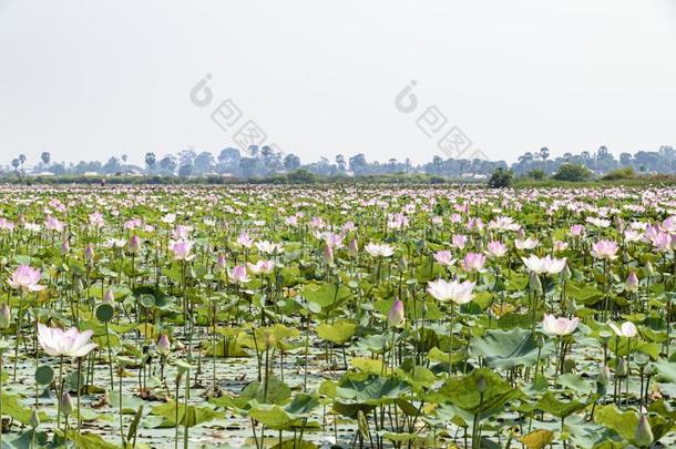 莲花农场-`田`关于莲花植物采用池塘