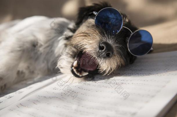 有趣的狗和蓝色眼镜是（be的三单形式唱歌一歌曲