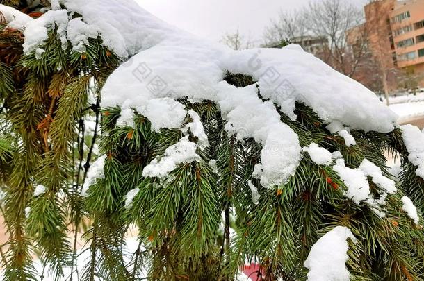 第一雪,圣诞节树,冬在假日.<strong>气象</strong>