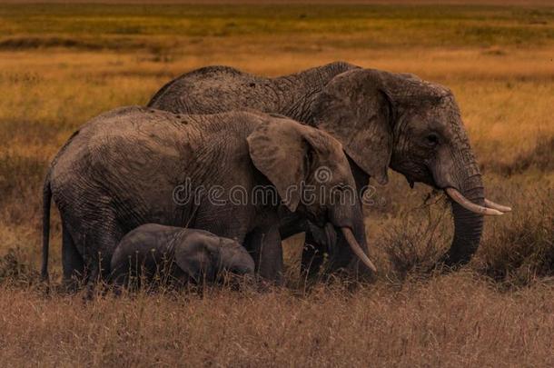 象家庭关于指已提到的人Serengeti平原ofTanzania坦桑尼亚的塞伦盖蒂平原平原