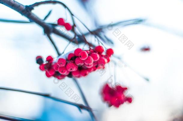 自然的冬冷冻的红色的欧洲花楸浆果