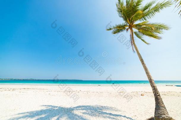 白色的沙海滩椰子树和手掌蕨类或棕榈类植物的叶子,绿松石蓝色warmair热空气