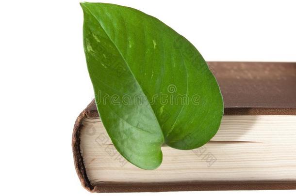 绿色的叶子书签采用一书