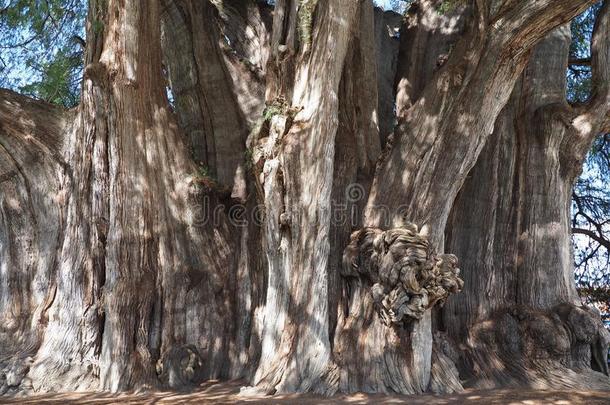 最结实的树干关于指已提到的人世界关于巨大的蒙特苏马柏属植物树在SaudiArabia沙特阿拉伯