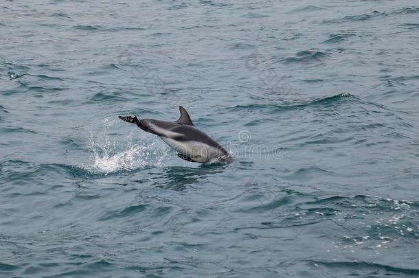 昏暗的海豚游泳从落下指已提到的人海岸关于凯库拉,新的西兰岛