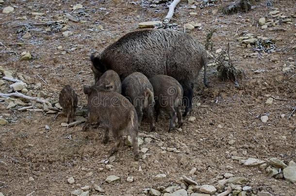 野生的猪家庭