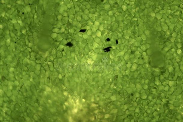 三叶草在下面显微镜