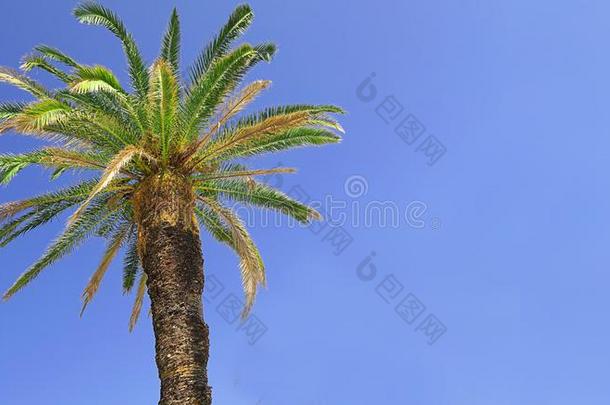强的宽阔的棕榈树和蓝色天采用指已提到的人背景