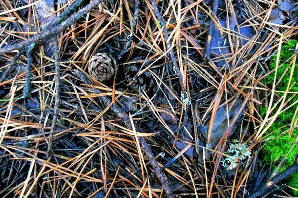 详细资料从森林:圆锥细胞,苔藓,针,树枝从衣着整洁的