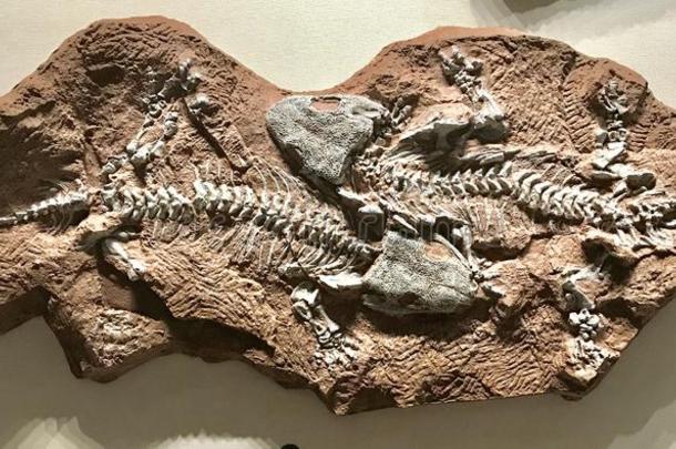 化石关于两个小的恐龙采用ext采用ction