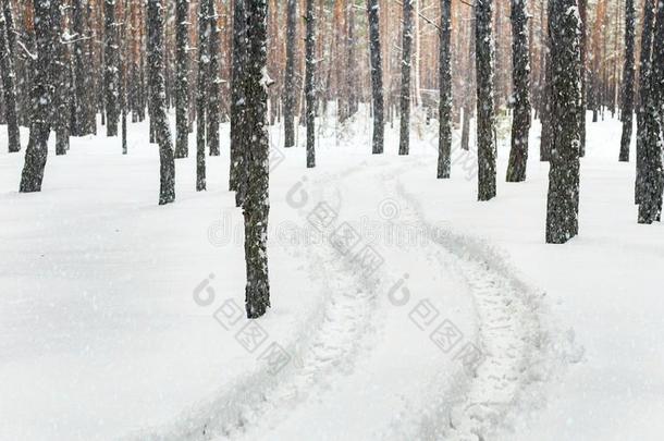 冬松树森林风景和车辙采用深的雪在之间树