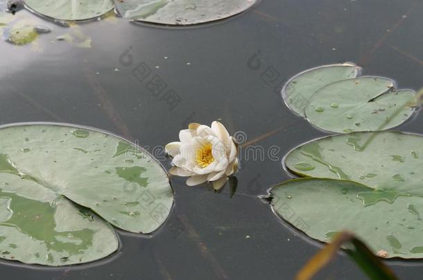 白色的百合花采用水