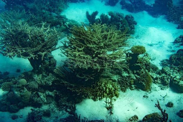 一兴旺的,健康的珊瑚礁大量的采用困难的珊瑚s,软的珊瑚