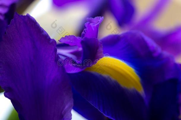 紫色的微妙的虹膜花瓣,明亮的花<strong>背景</strong>