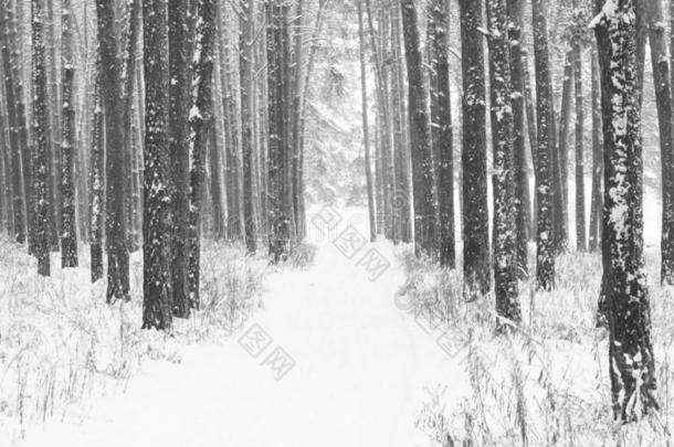 黑的和白色的照片关于<strong>冬松</strong>树森林