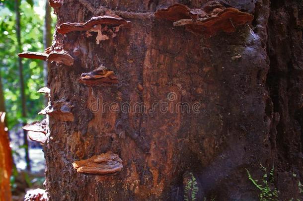 树桩蘑菇老的热带的金色的小时森林背景