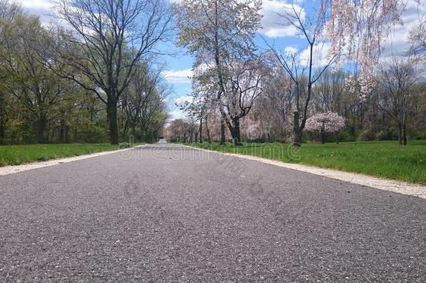 沥青质原料和樱桃花树