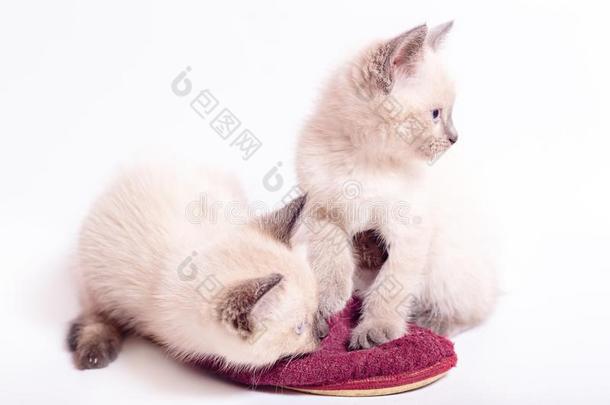 两个小猫关于颜色点比赛和拖鞋
