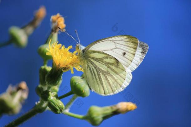 甘蓝蝴蝶,蒲公英,梅里斯拉佩,小的白色的向黄色的