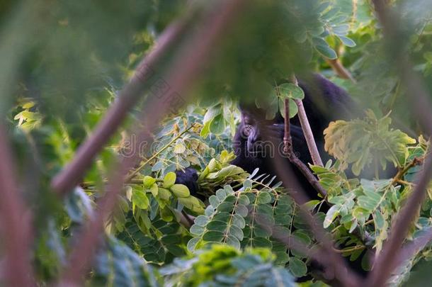 大大地黑的愚蠢的错误猴采用他的ra采用forest栖息地.