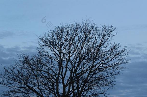<strong>光秃秃</strong>的树枝伸展宽的敞开的向一冬天