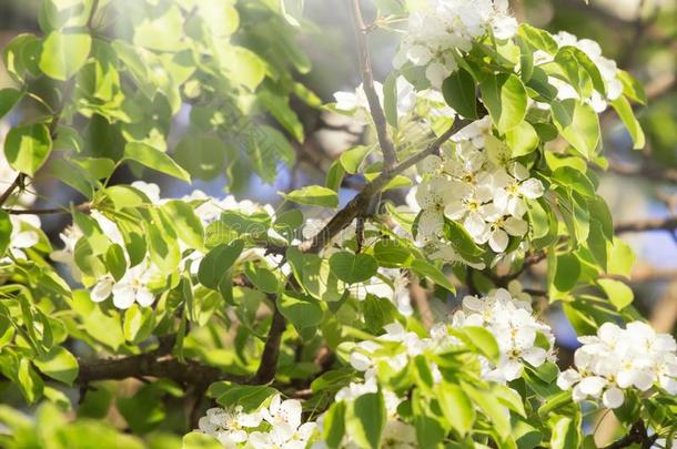 白色的布拉德<strong>福卡</strong>勒里McIlwraith的变体梨树花在春季和煦的：照到阳光的一天