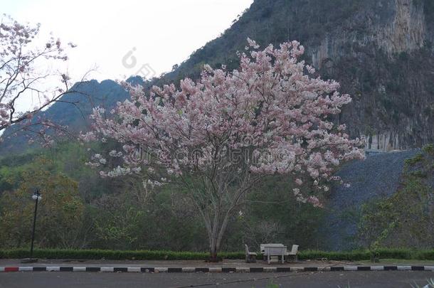 一多花的树和花在哇集拉隆功水坝不.3