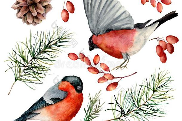 水彩红腹灰雀放置.手描画的鸟,冬浆果,圆周率