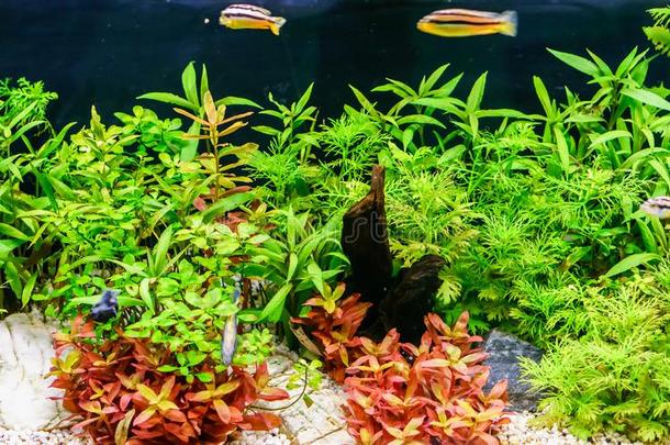 植物生态学采用水族馆