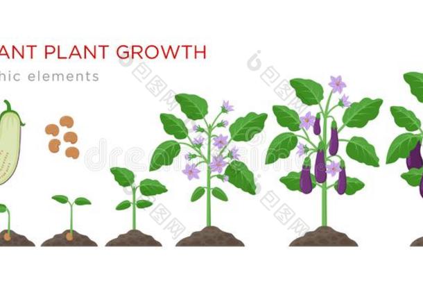 茄子<strong>生长</strong>的<strong>过程</strong>从种子向成熟的蔬菜向植物