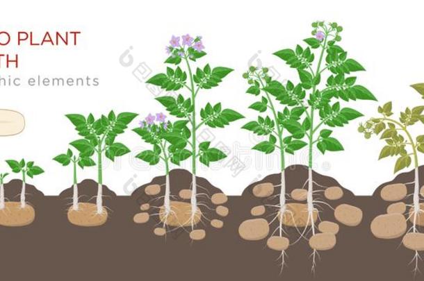 马铃薯植物<strong>生长</strong>的<strong>过程</strong>从种子向成熟的蔬菜向英语字母表的第16个字母