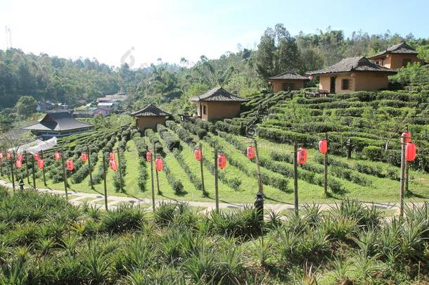 茶水种植园和小屋采用禁止爱ThaiAirwaysInternational泰航国际.更多的商行儿子,ThaiAirwaysInt