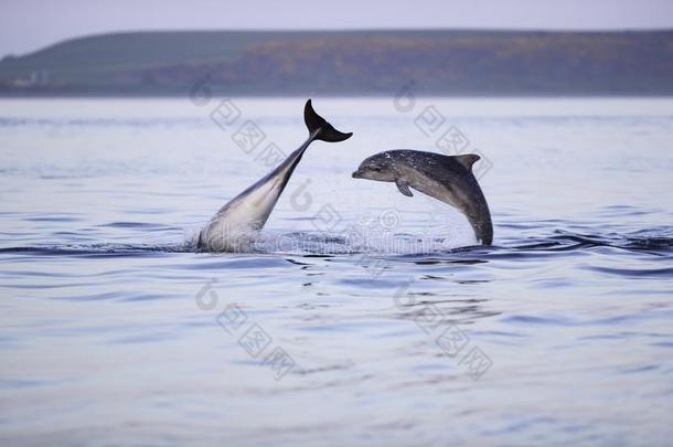 幸福的闹着玩的野生的宽吻<strong>海豚海豚</strong>