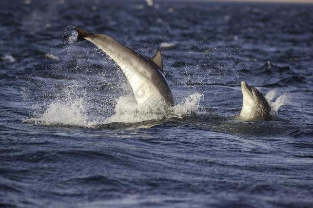 幸福的闹着玩的野生的宽吻海豚海豚