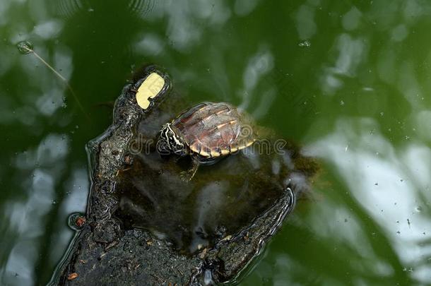 新鲜的-水龟