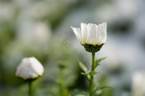 早的<strong>花钱</strong>指已提到的人春季在下面雪