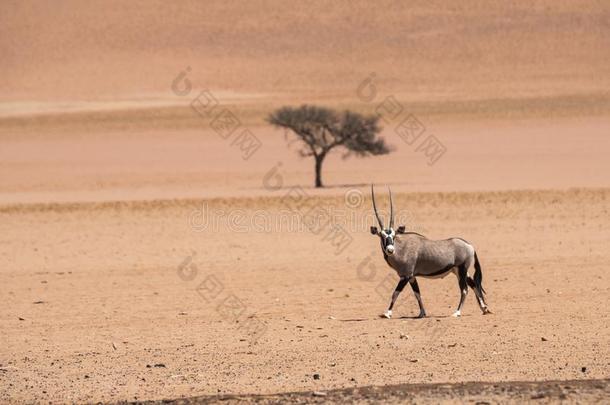 孤单的羚羊和孤单的骆驼刺树