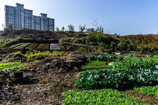 芜湖安徽中国公众的植物