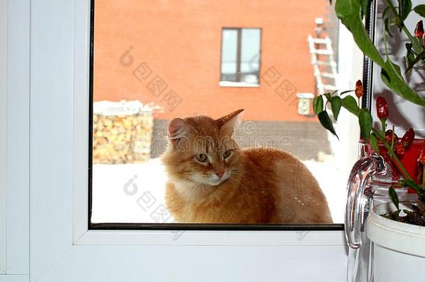 红色的猫坐在外面指已提到的人窗和需求向房屋
