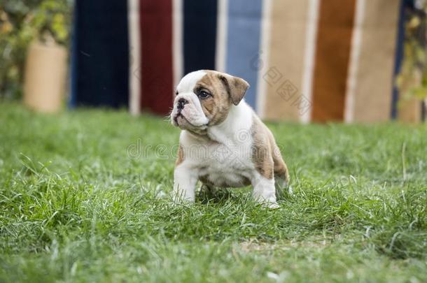 英语斗牛犬小狗后院演奏年幼的公狗